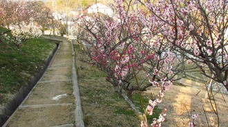 梅の小道に咲いている　　うどん県さぬき市きかく公園南東