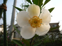 庭に咲く夏の花
