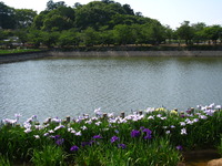 花ショウブ園へ～