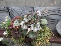 ナチュラル寄せ植え
