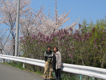 西方寺の桜