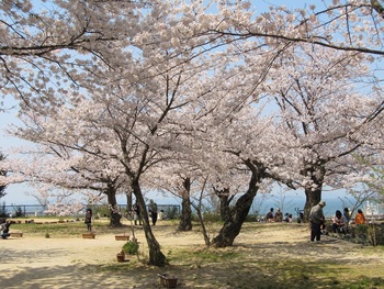 西方寺の桜