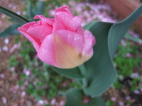 5月の花