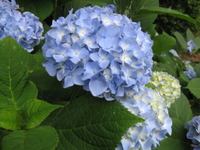 紫陽花