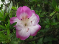 季節の花
