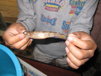 孫