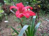 花いっぱい