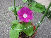 朝顔の花が咲いた