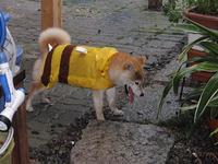 はなの写真を忘れてました