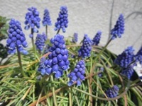 庭の花♪