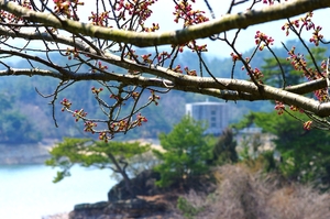 桜前線