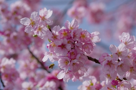 満濃池　桜開花情報