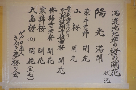 満濃池　桜開花情報