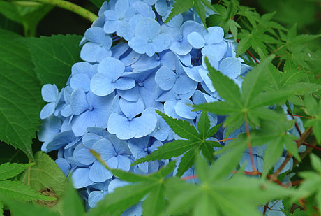 あじさいの花