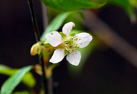 ヒマラヤ桜