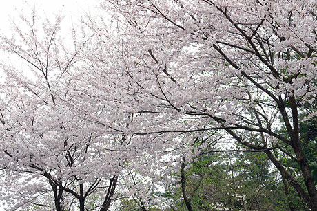 桜散る