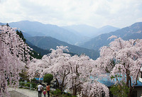 今盛ん（しだれ桜）