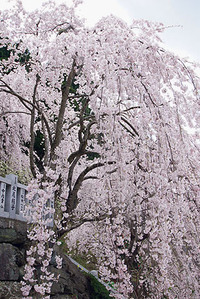 今盛ん（しだれ桜）