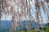 今盛ん（しだれ桜）