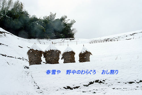 春の雪