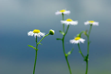 名もなき花