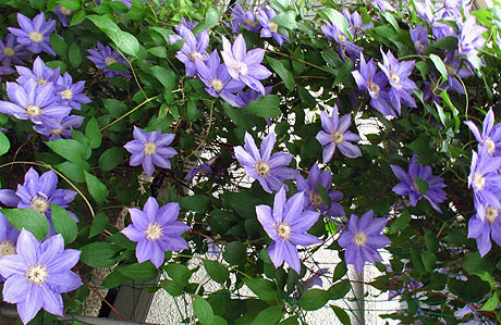 テッセンの花