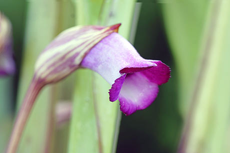 ナンバンキセルの花