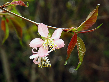 ヒマラヤ桜