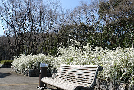 ベンチ