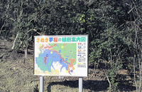 夢桜
