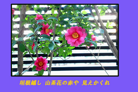 赤い山茶花