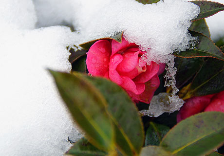 雪の山茶花