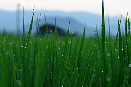 朝露