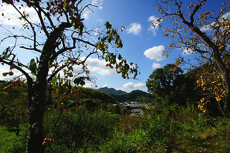 柿寺