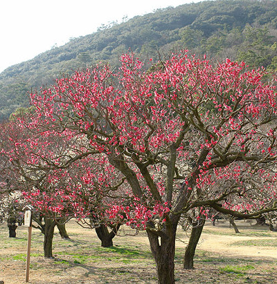 梅咲きて