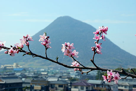 桃の花