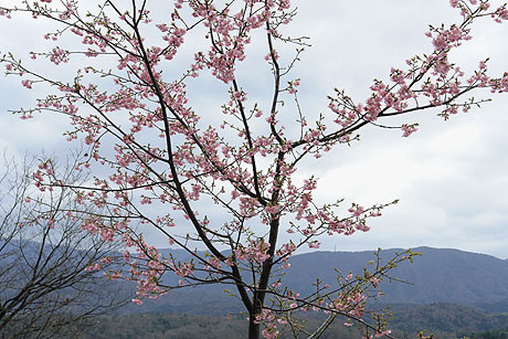 河津桜