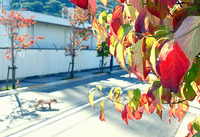朝日に照らされ　・・