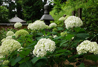 白峯寺