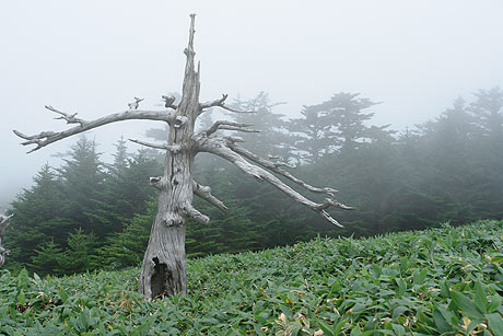霧の中