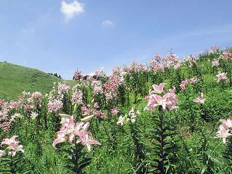 ゆりの花園