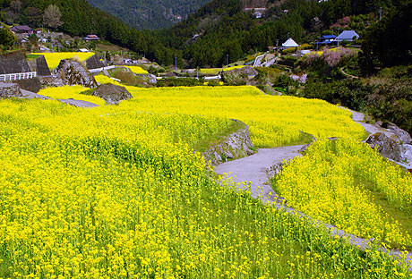 黄色の村