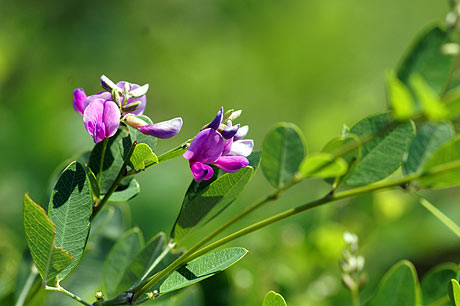 萩の花