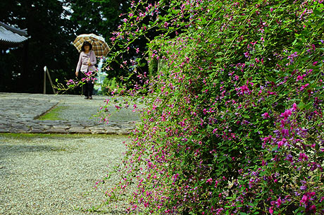 萩の花