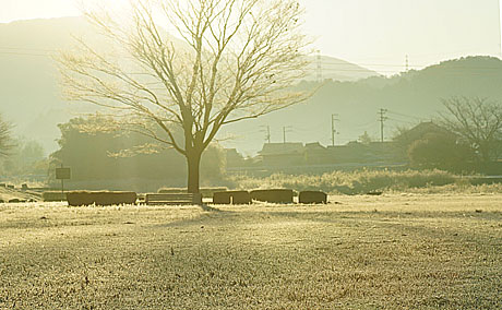 朝のしあわせ