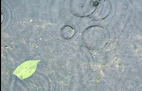 雨もたのし　・・