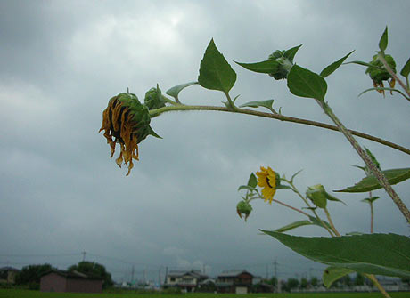 ９月かな　・　・　・