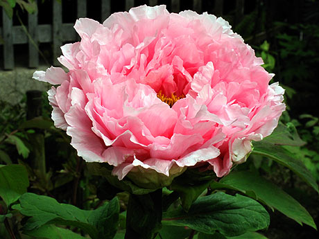 牡丹の花