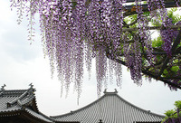 藤の花