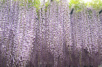 藤の花